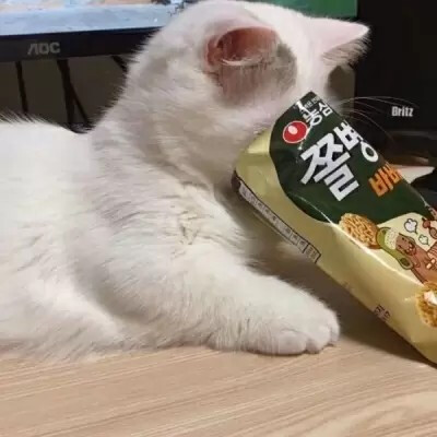 猫头像