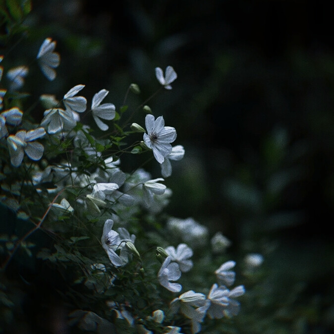 “如果有多一张船票，你会不会和我一起走”
——《花样年华》
?Irene