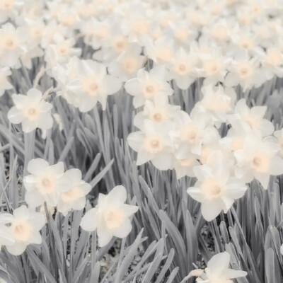 ＊豪门千金#huladance430の程潇
抱图d，禁二改，二传注明85Galaxy
底图养乐多。