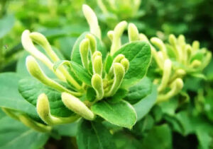 花开花谢♥叶飞叶落