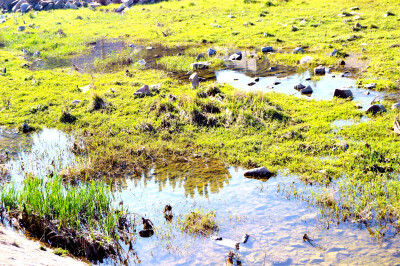 平阳河源头小湿地