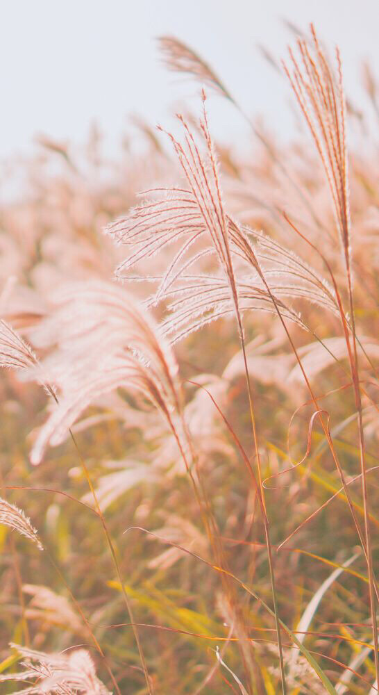 芒草背景圖