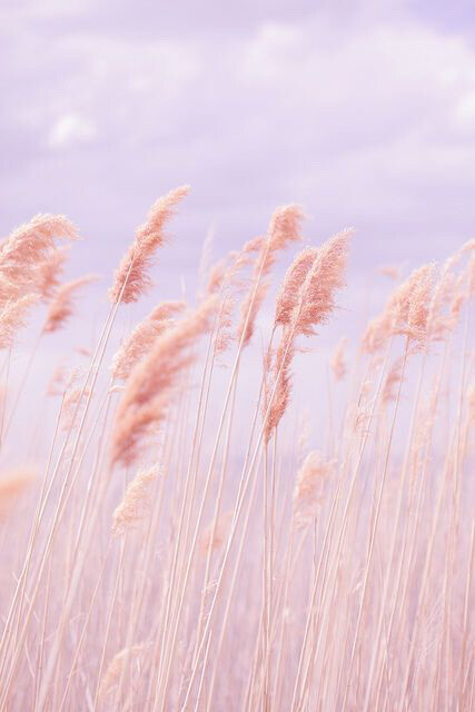 芒草背景圖