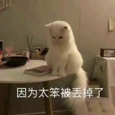 表情包 猫猫