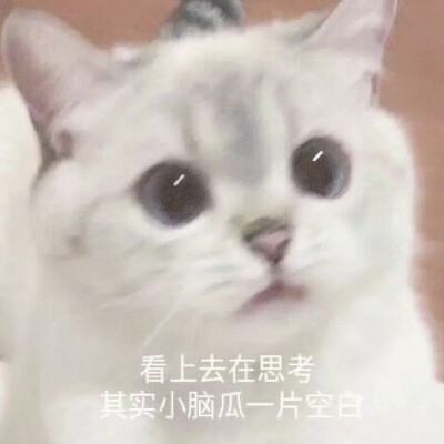 表情包 猫猫