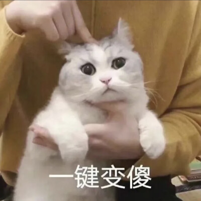 表情包 猫猫