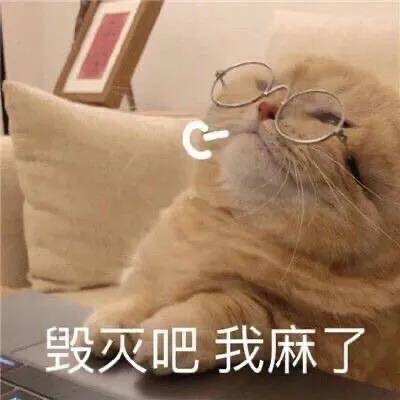 表情包 猫猫