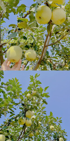 今日份拍摄 
苹果园