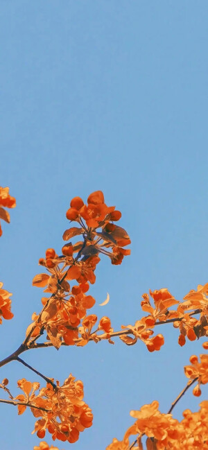 壁纸｜唯美花海
一束花的仪式感永远不会过时。