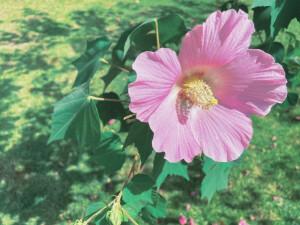 随手拍～花花草草