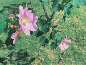 随手拍～花花草草