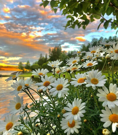 一些有花花的壁纸背景(来源网络哟)