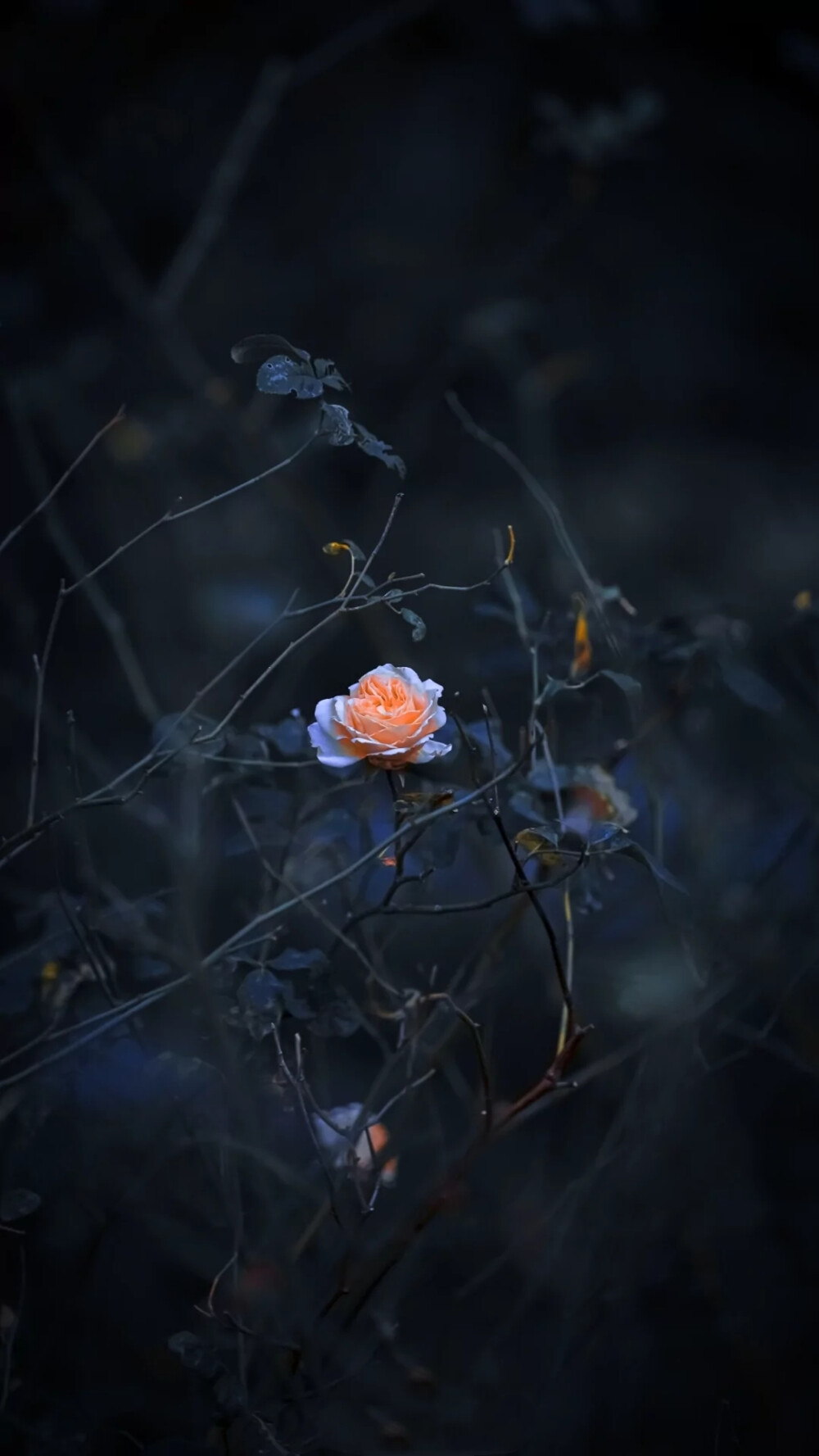 一些有花花的壁纸背景(来源网络哟)