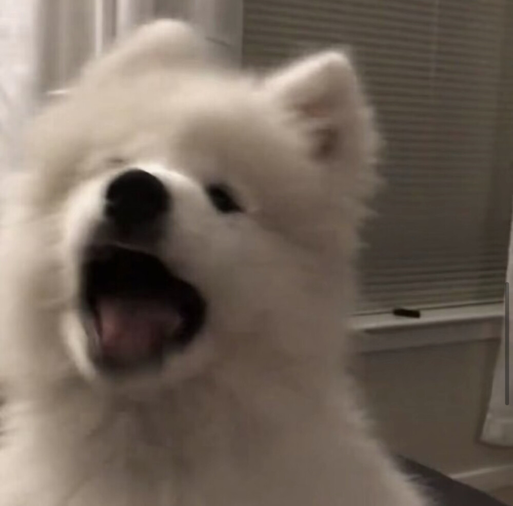 狗狗