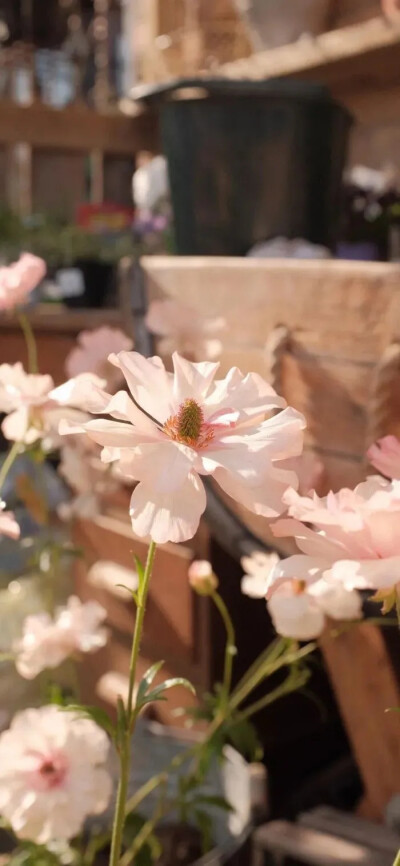 [粉色系壁纸] 花卉静物手机壁纸
拼接文字花朵壁纸