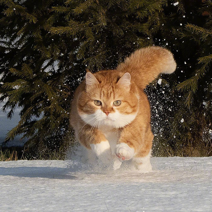 萌宠｜橘猫｜猫咪
ins:cute ginger cat