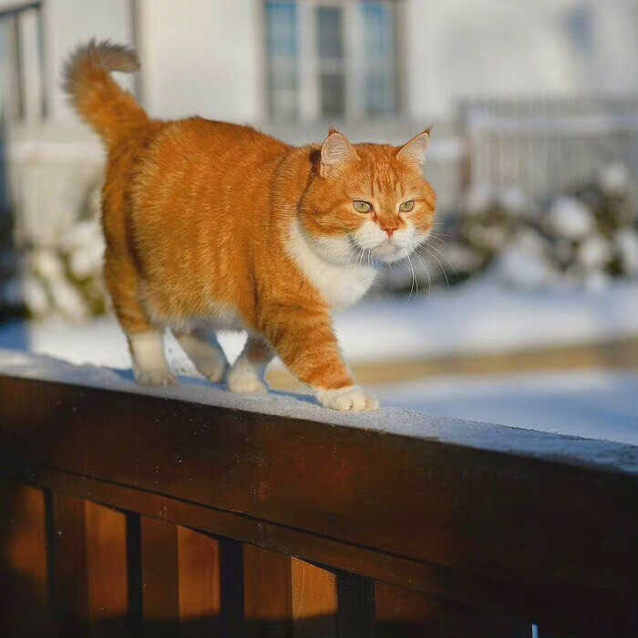 萌宠｜橘猫｜猫咪
ins:cute ginger cat