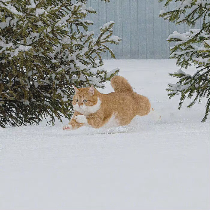 萌宠｜橘猫｜猫咪
ins:cute ginger cat