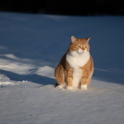 萌宠｜橘猫｜猫咪
ins:cute ginger cat