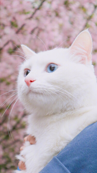 分享壁纸