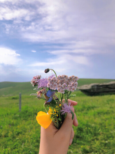 草原 花 壁纸