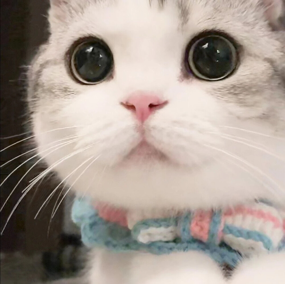 可爱喵咪~