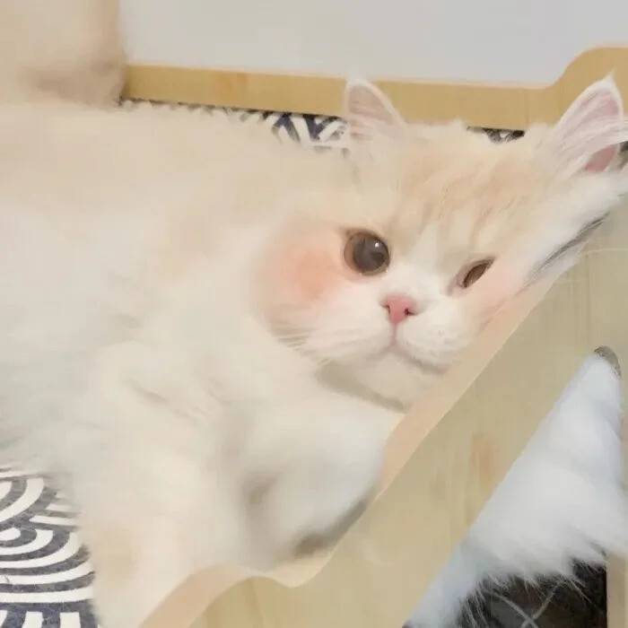 可爱喵咪~