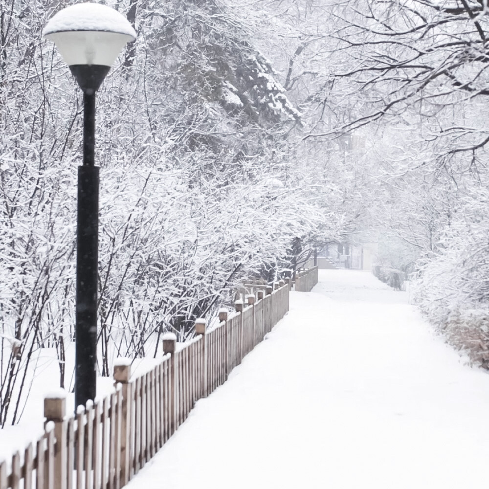  脚印（On the snow）./flee.