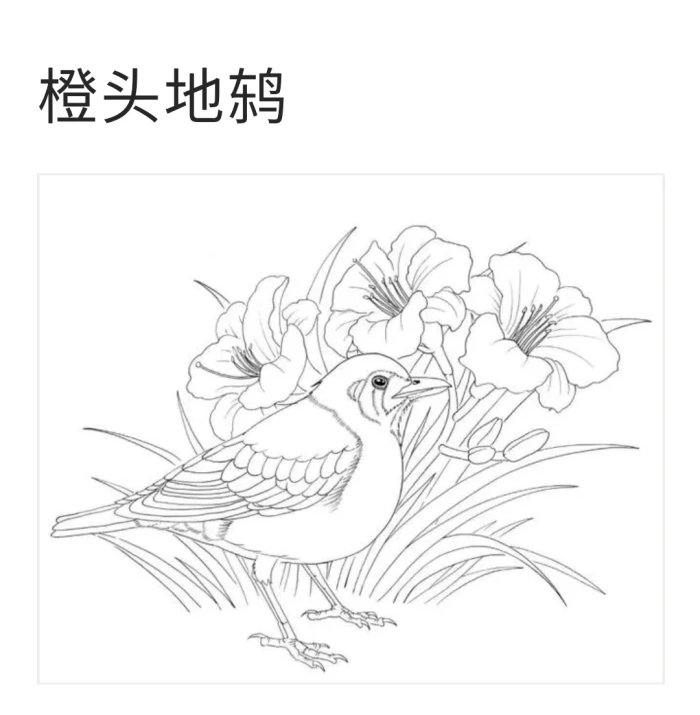 花鸟