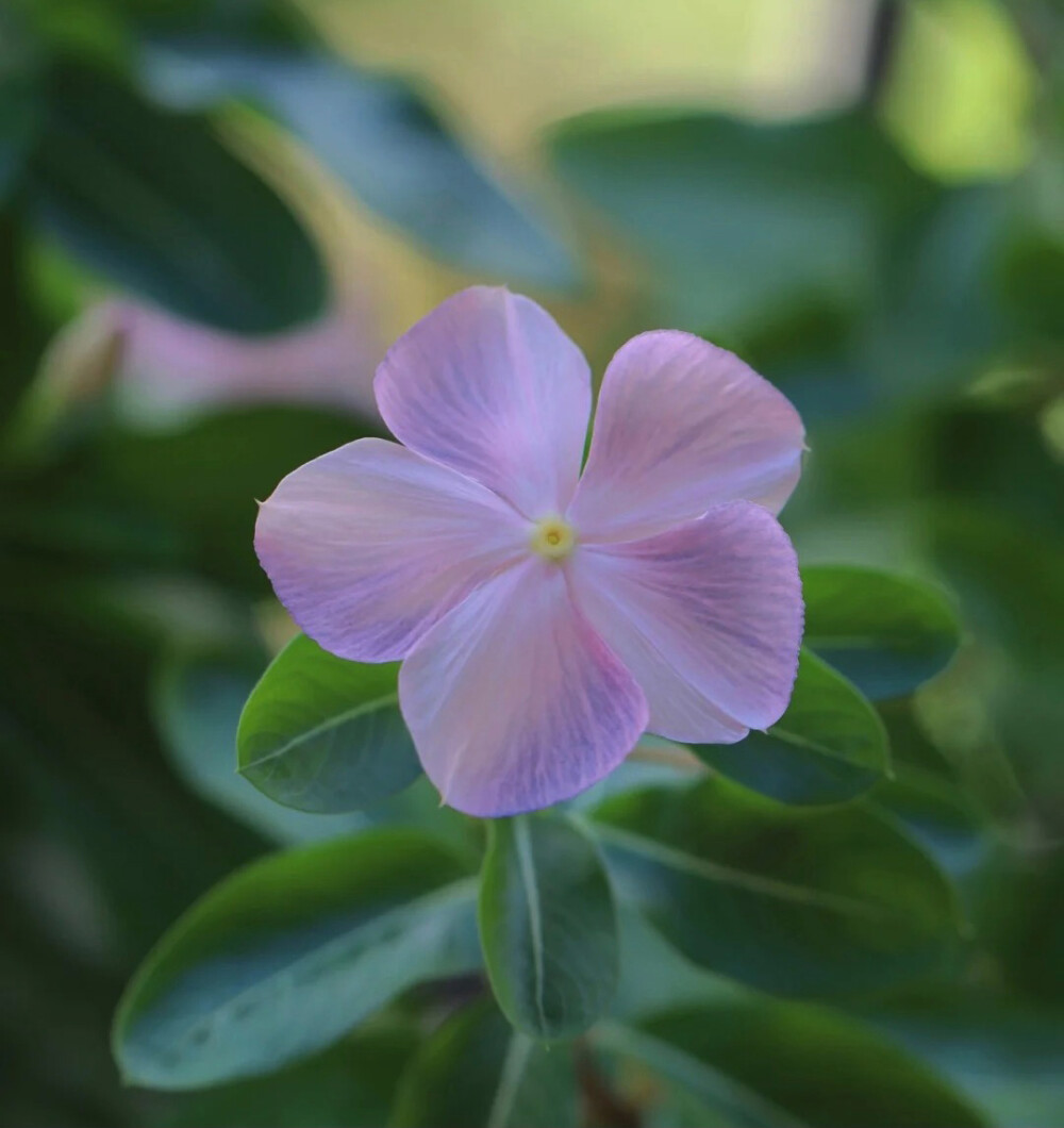 长春花