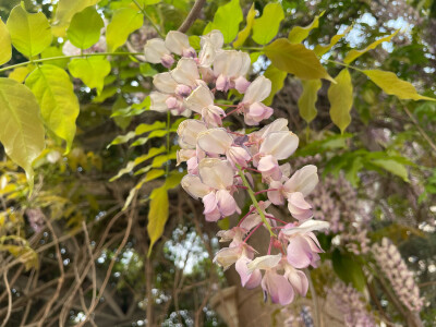 花花/春城