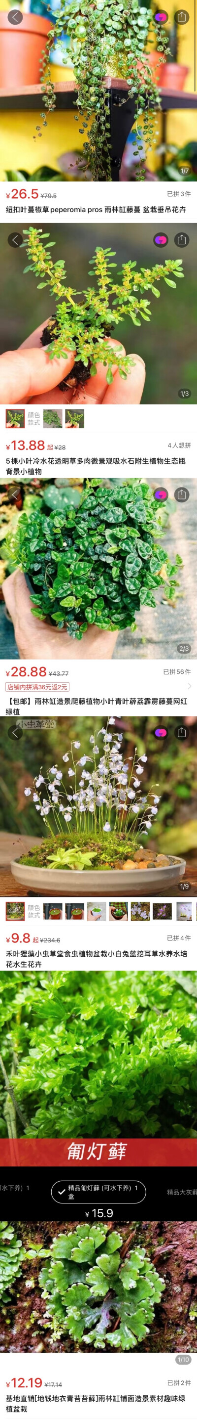 雨林缸植物一览