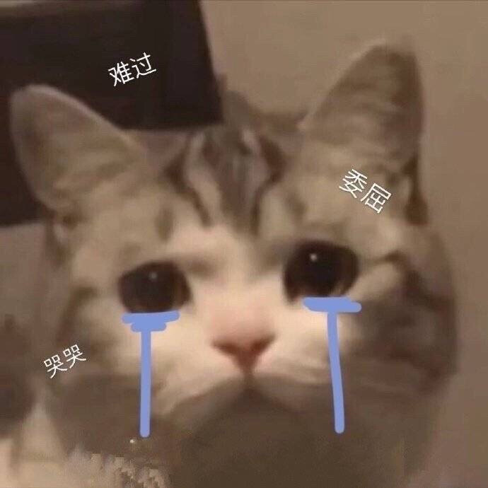 猫猫狗狗
