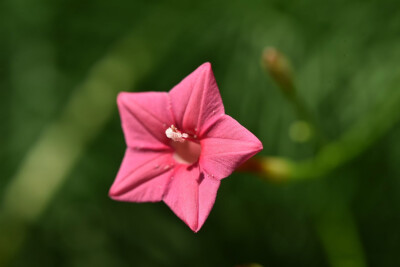 粉色茑萝花