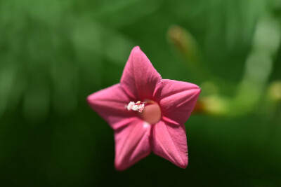 粉色茑萝花