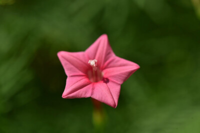 粉色茑萝花