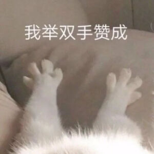 小猫举双手power表情包图片