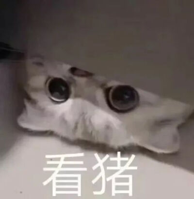 猫咪表情包~