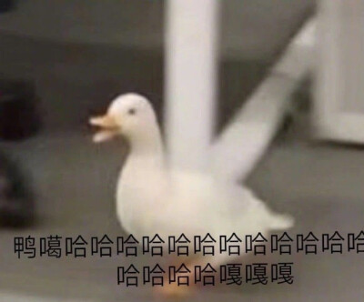 沙雕表情包