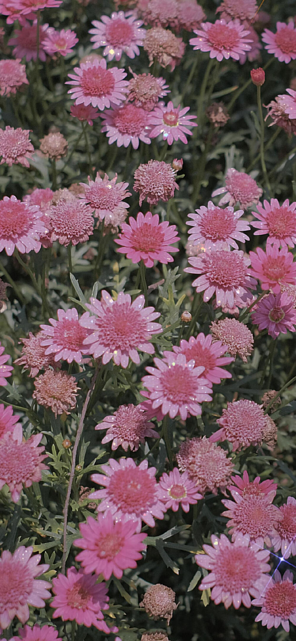 花束壁纸 鲜花壁纸