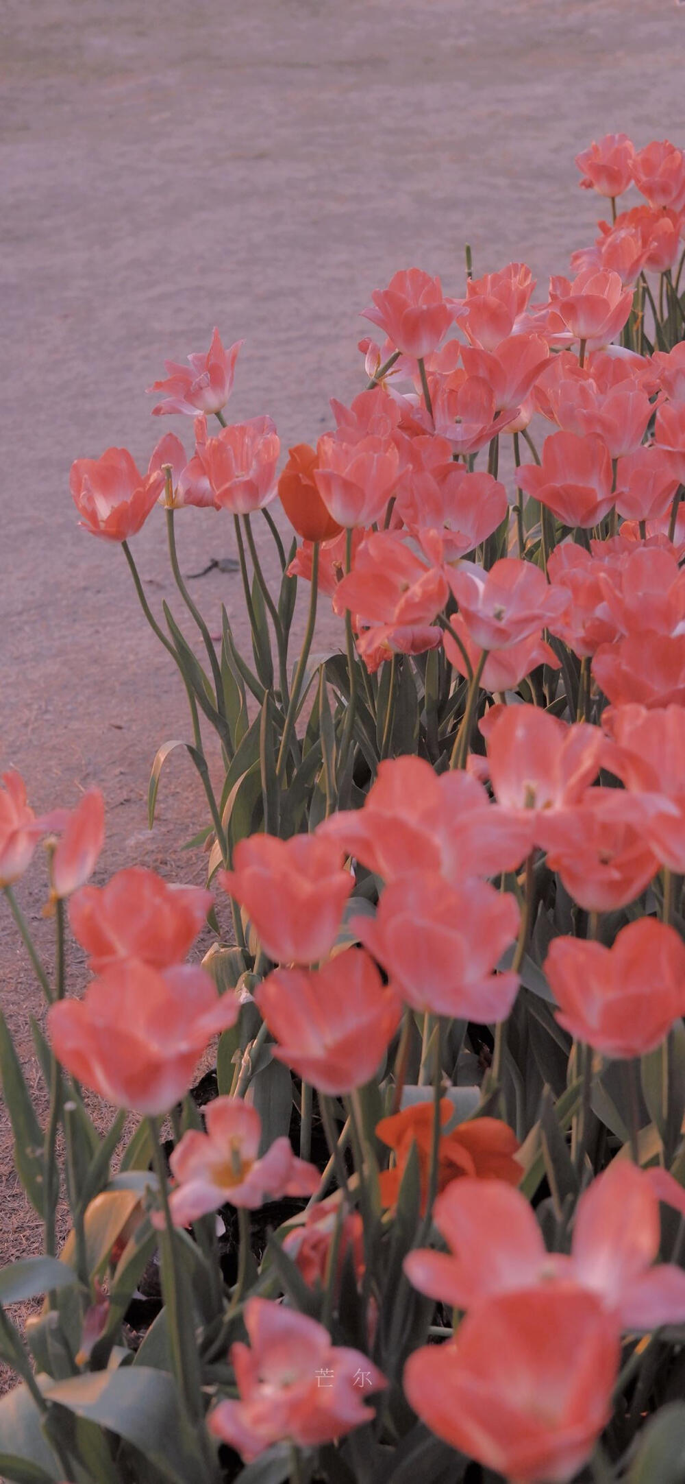 花束壁纸 鲜花壁纸