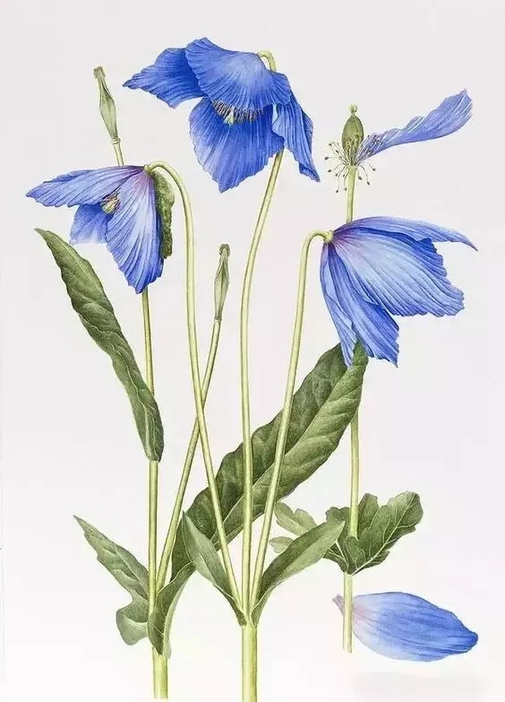 花草