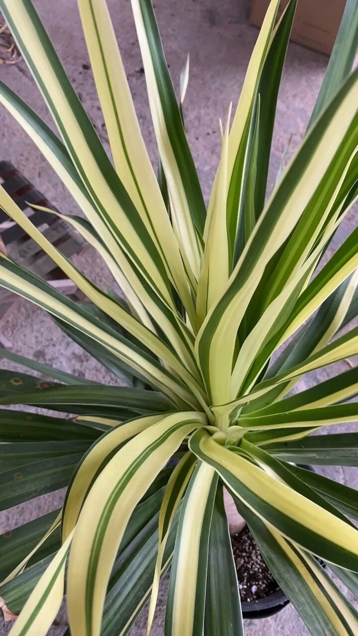 锦化植物