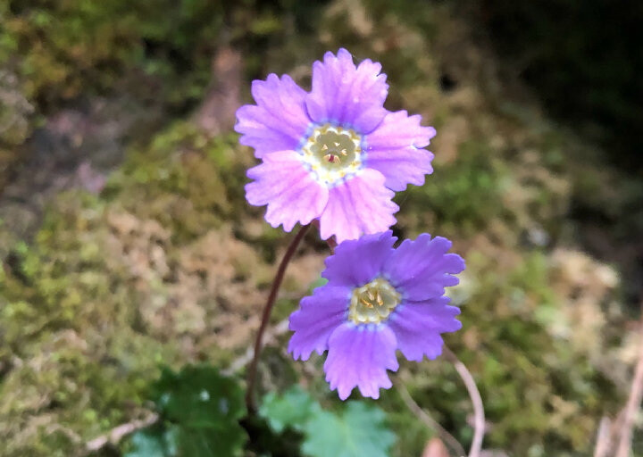 川西繸瓣报春