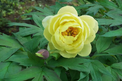 花开花谢