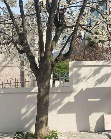 背景/图源小红书