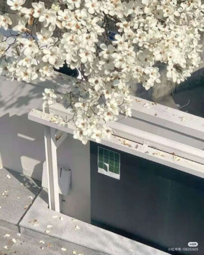 背景/图源小红书