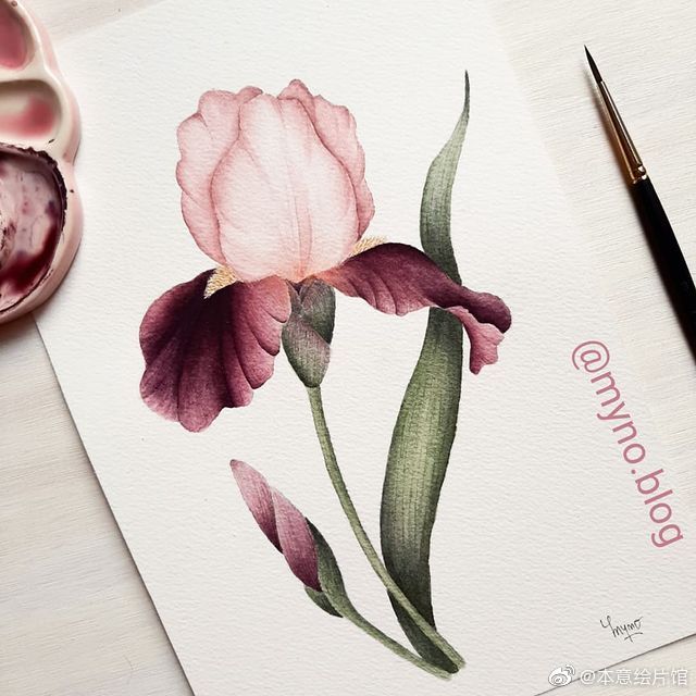 花卉作品一组。| ins：myno.blog ​​​​