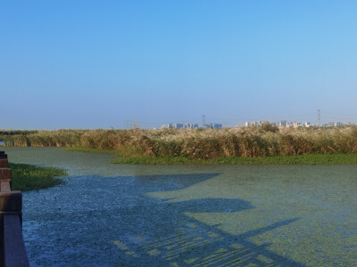 慈溪杭州湾湿地公园