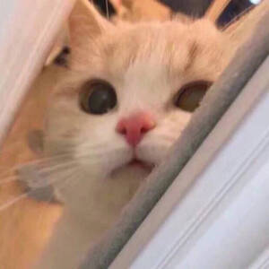 小动物头像 猫咪头像 可爱猫猫